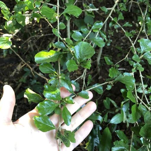 Coddia rudis — search result for 'Eswatini'