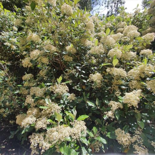 Olearia argophylla other