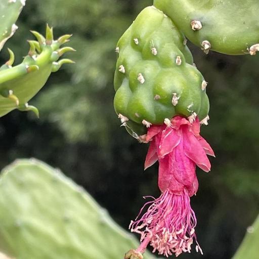 Opuntia auberi other