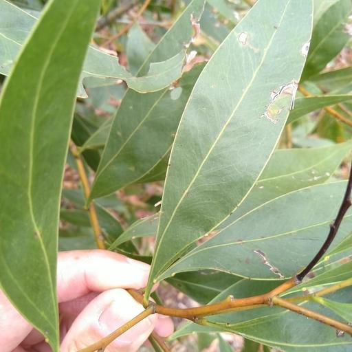 Acacia penninervis other