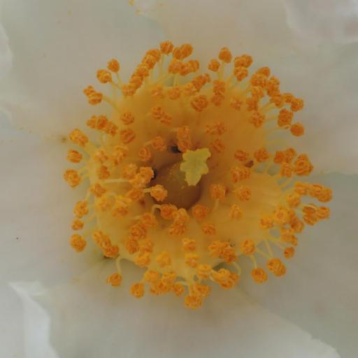 Gordonia lasianthus other