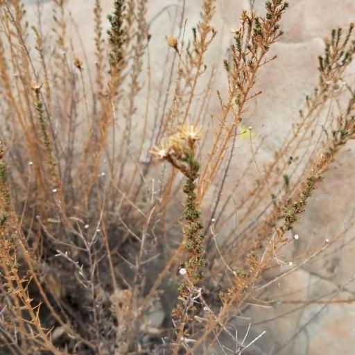 Deinandra minthornii — houseplant care guide