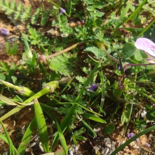Erodium maculatum other