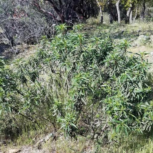 Eriodictyon californicum other