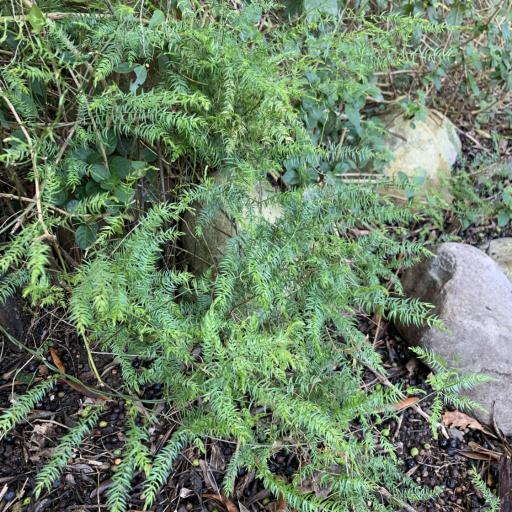 Asparagus scandens — houseplant care guide