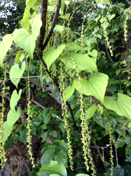 Dioscorea maciba — houseplant care guide