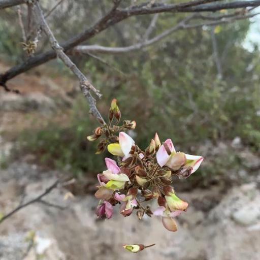 Coursetia glandulosa other