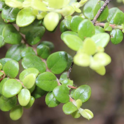 Metrosideros perforata other