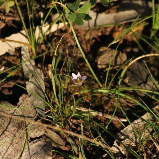 Romulea minutiflora — search result for 'Romulea'