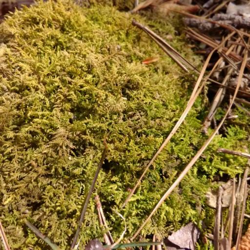 Thuidium Delicatulum — houseplant care guide