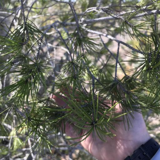 Pinus remota — houseplant care guide