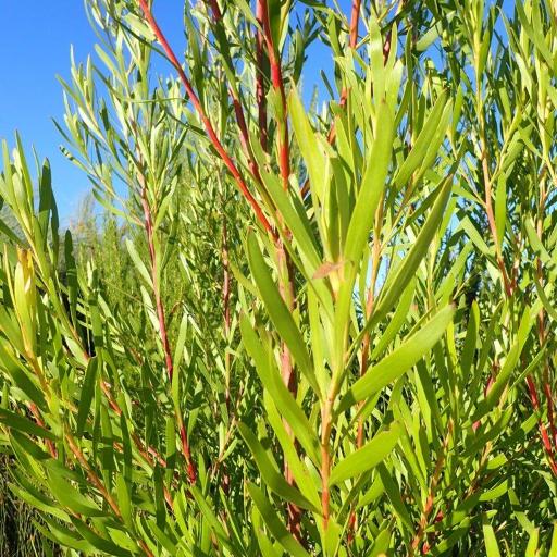 Leucadendron eucalyptifolium other