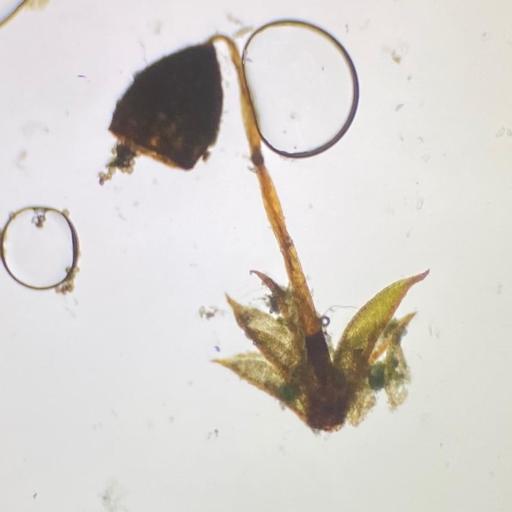 Tortula truncata — related species from the same genus