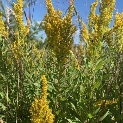 Solidago lepida — search result for 'Labrador'