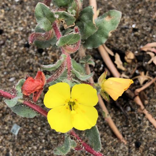 Camissoniopsis cheiranthifolia other