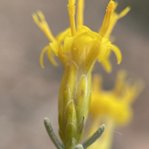 Pteronia incana other