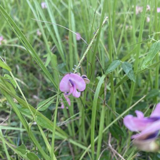 Strophostyles umbellata other
