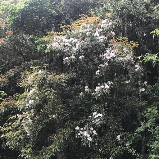 Rhododendron latoucheae other