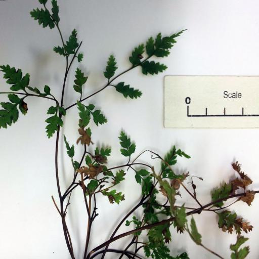 Pteris saxatilis other