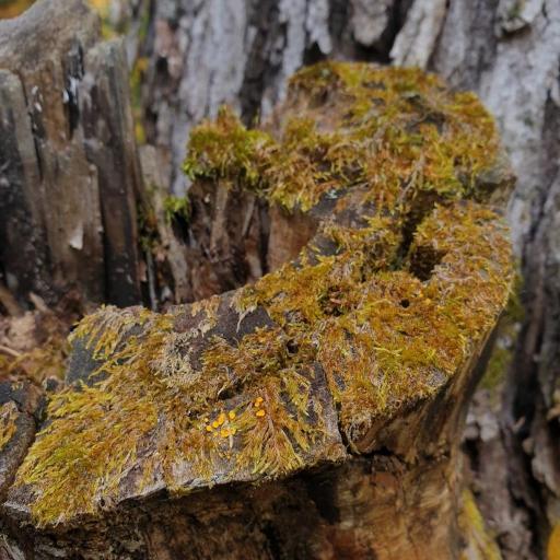 Platygyrium repens other