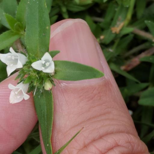 Richardia tricocca other