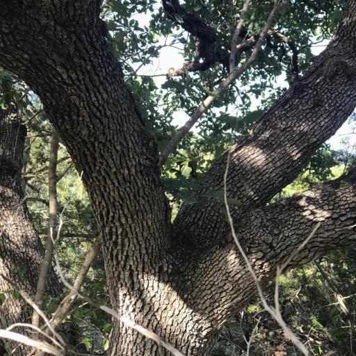 Quercus laceyi other