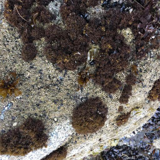 Endocladia muricata — houseplant care guide