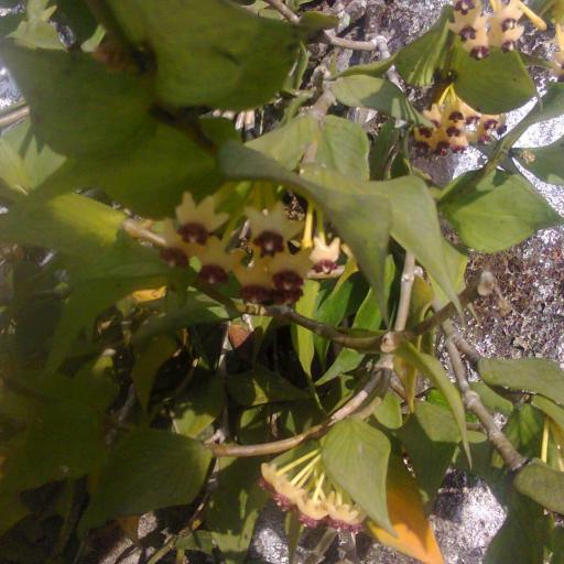 Hoya polyneura other