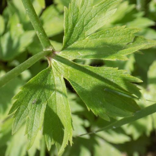 Ranunculus propinquus other