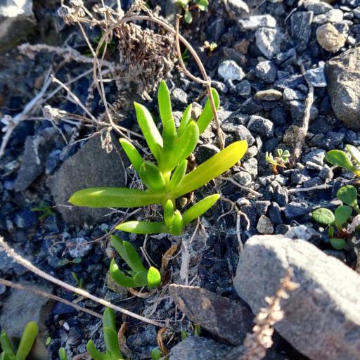 Disphyma australe other