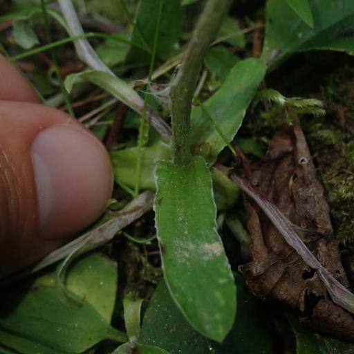 Antennaria racemosa other