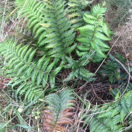 Polystichum wawranum — houseplant care guide
