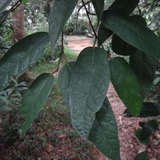 Ficus sarmentosa other