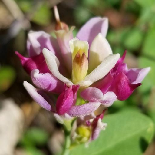 Rhinotropis cornuta other