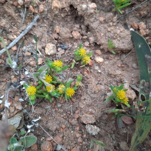 Triptilodiscus pygmaeus — houseplant care guide