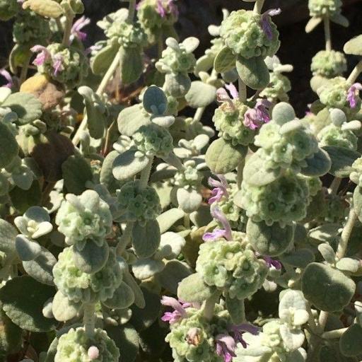 Pseudodictamnus mediterraneus other