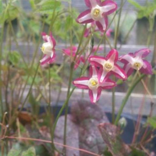 Epimedium × rubrum other