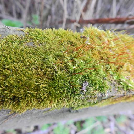 Amblystegium serpens other