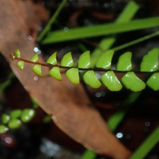 Lindsaea linearis other
