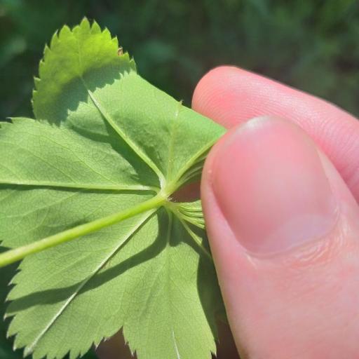 Alchemilla baltica other