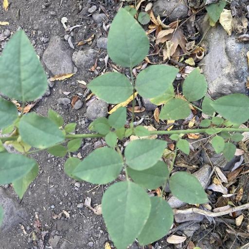 Hoita macrostachya — related species from the same genus