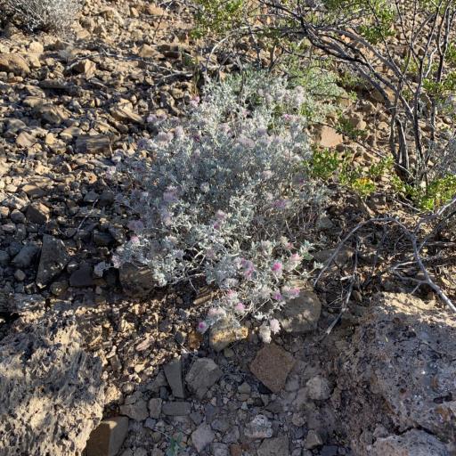 Tiquilia greggii other