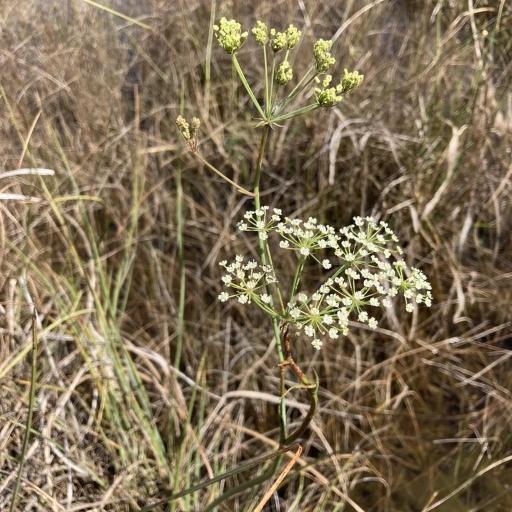 Tiedemannia filiformis other