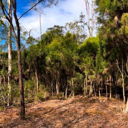 Melaleuca irbyana other