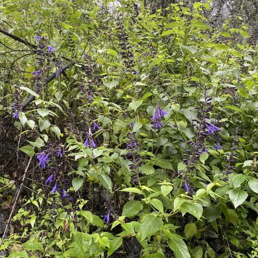 Salvia mexicana other