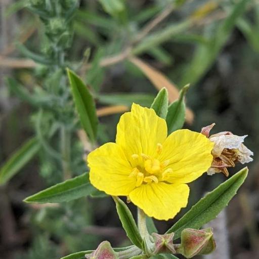 Oenothera serrulata — search result for 'Oenothera'