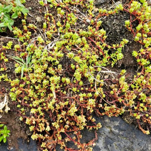 Crassula moschata other