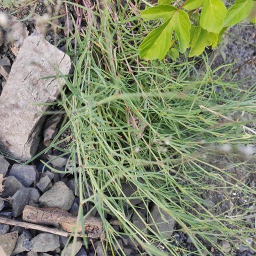 Gypsophila patrinii other