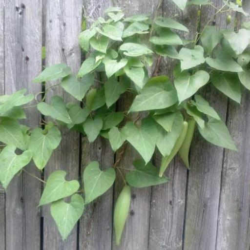 Cynanchum ovalifolium other