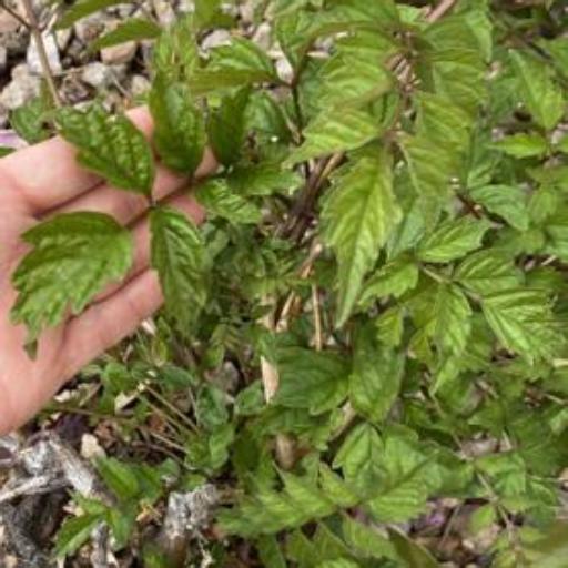 Campsis × tagliabuana